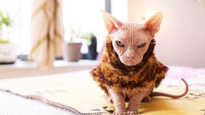 5 Rare Cat Breeds