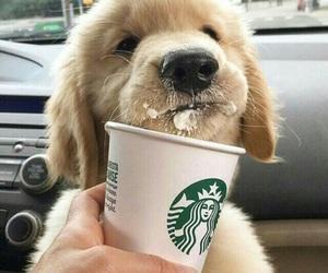 5 Reasons Why I Love Dogs