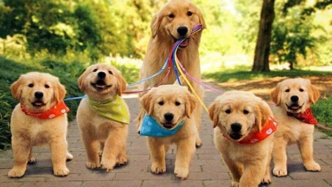 5 Reasons Why I Love Dogs