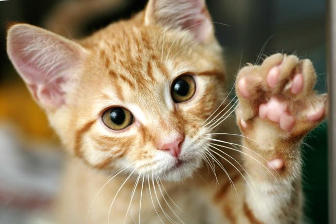 How to Save Your Pets Life If They Stop Breathing