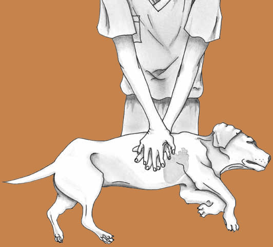 How to Save Your Pets Life If They Stop Breathing