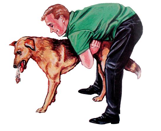 How to Save Your Pets Life If They Stop Breathing
