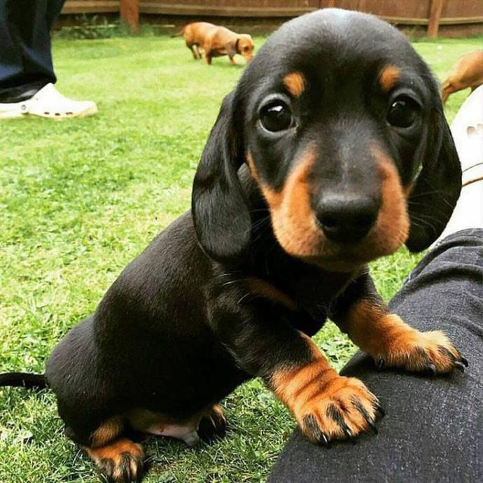 How to Save Your Pets Life If They Stop Breathing