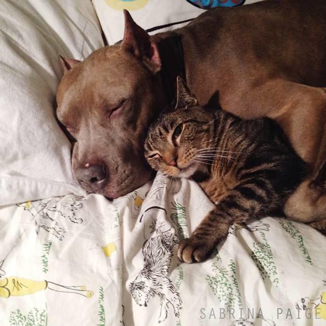 How to Save Your Pets Life If They Stop Breathing