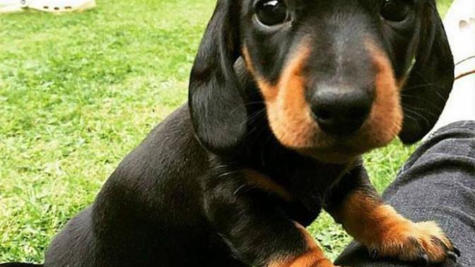 How to Save Your Pets Life If They Stop Breathing