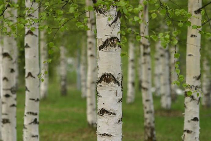 Find Your Birthday and Then Find Your Tree...Is It Accurate?