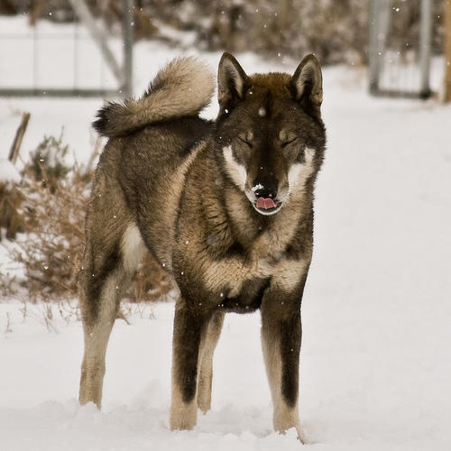 My Favorite Uncommon Dog Breeds