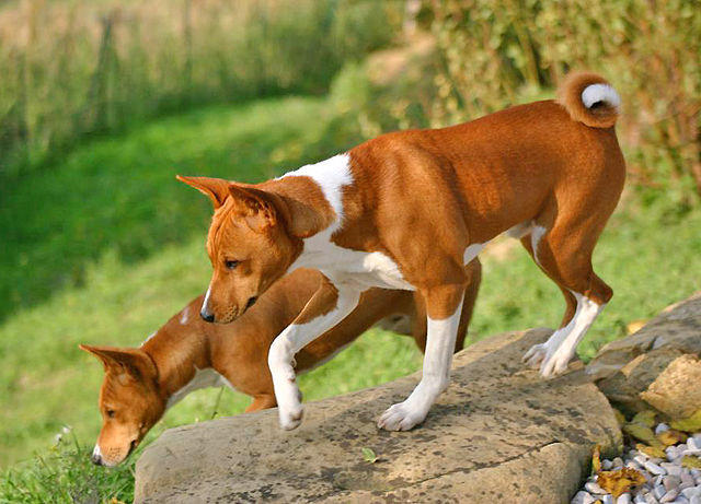 My Favorite Uncommon Dog Breeds