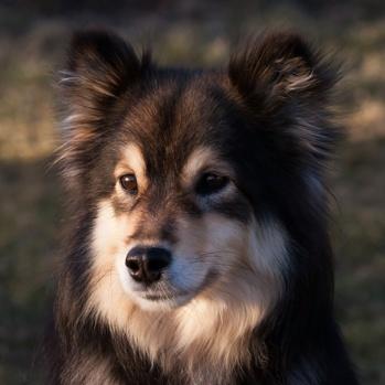 My Favorite Uncommon Dog Breeds