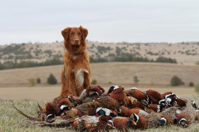 My Favorite Uncommon Dog Breeds