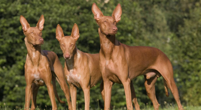 My Favorite Uncommon Dog Breeds