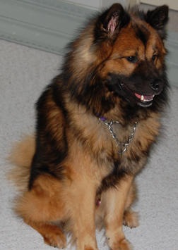 My Favorite Uncommon Dog Breeds