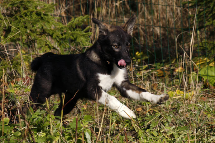 My Favorite Uncommon Dog Breeds