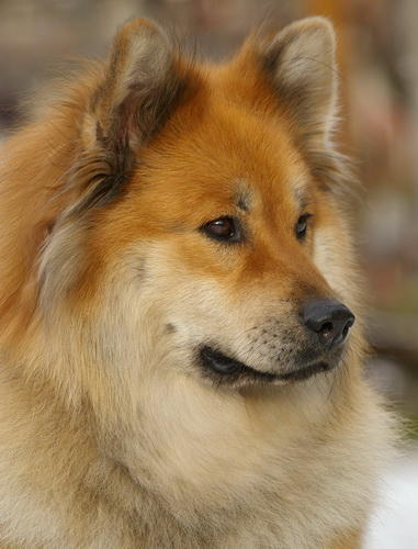 My Favorite Uncommon Dog Breeds
