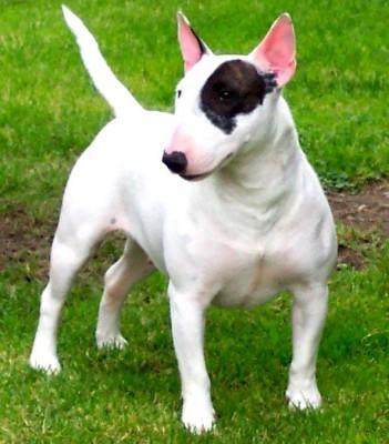 My Favorite Uncommon Dog Breeds