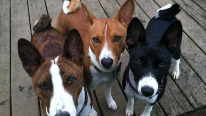 My Favorite Uncommon Dog Breeds