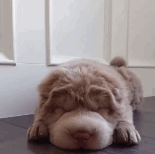 My Favorite Uncommon Dog Breeds (Part 2)