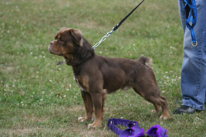 My Favorite Uncommon Dog Breeds (Part 2)