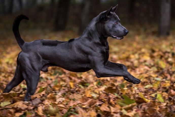My Favorite Uncommon Dog Breeds (Part 2)