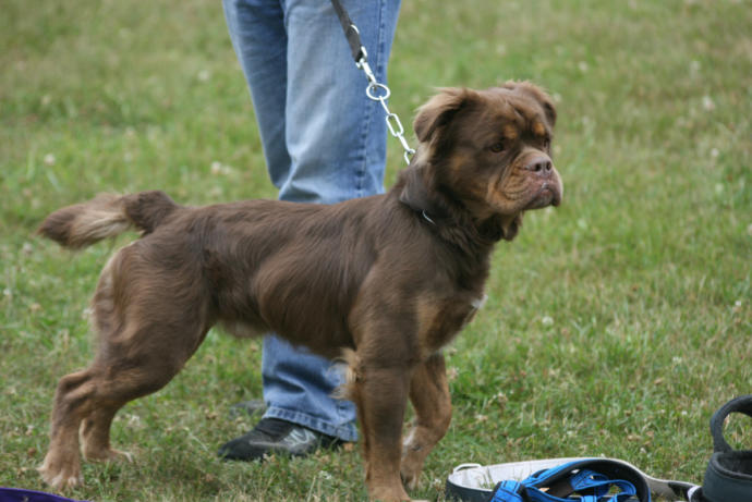 My Favorite Uncommon Dog Breeds (Part 2)