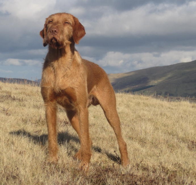 My Favorite Uncommon Dog Breeds (Part 2)