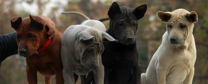 My Favorite Uncommon Dog Breeds (Part 2)