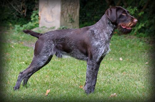 My Favorite Uncommon Dog Breeds (Part 2)