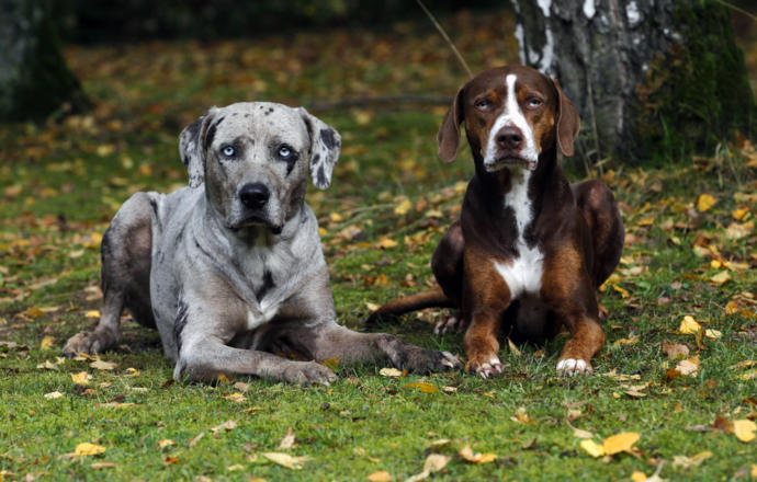 My Favorite Uncommon Dog Breeds (Part 2)