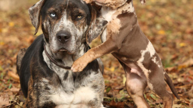 My Favorite Uncommon Dog Breeds (Part 2)