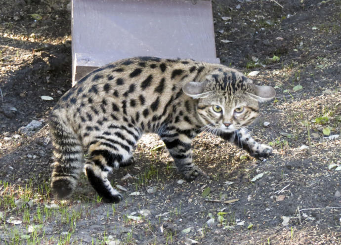 My Favorite Wild Cats