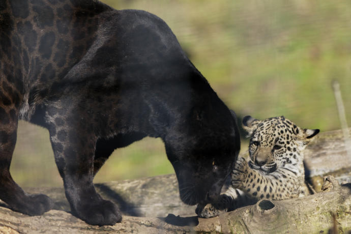 My Favorite Wild Cats