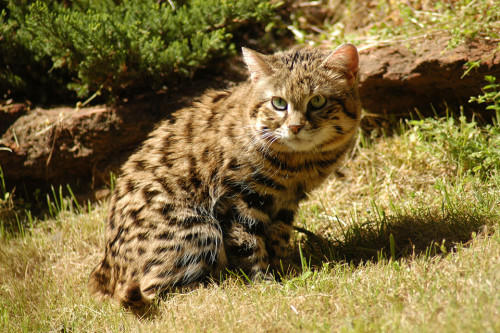My Favorite Wild Cats