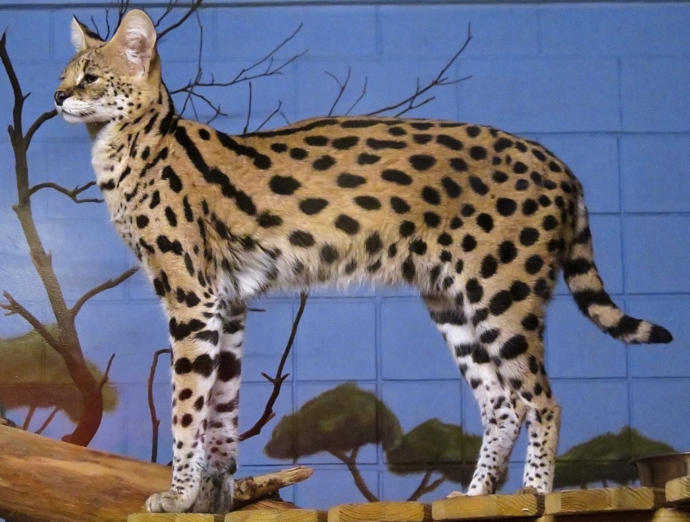 My Favorite Wild Cats