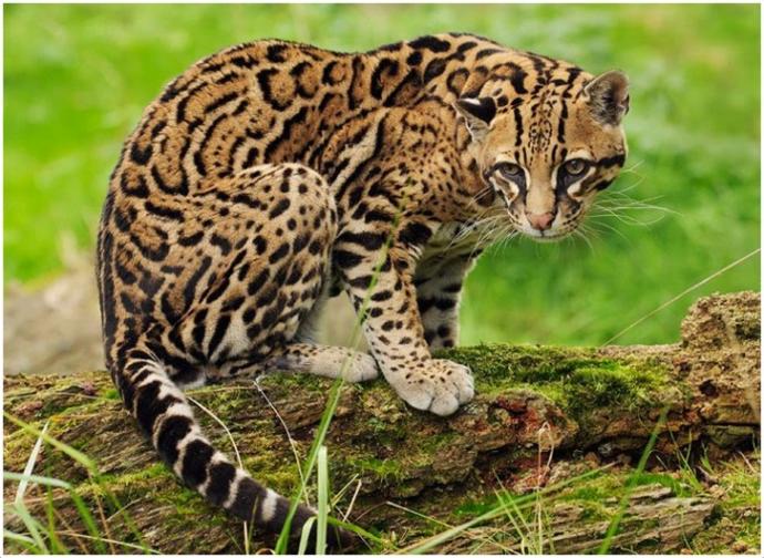 My Favorite Wild Cats