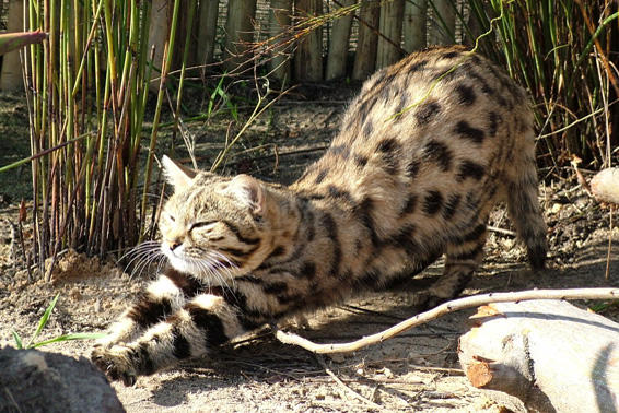 My Favorite Wild Cats