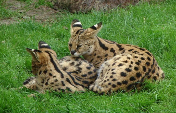 My Favorite Wild Cats
