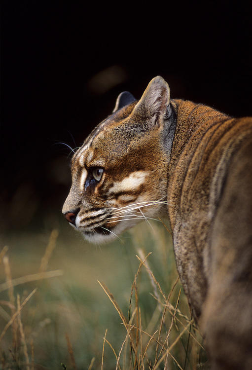 My Favorite Wild Cats