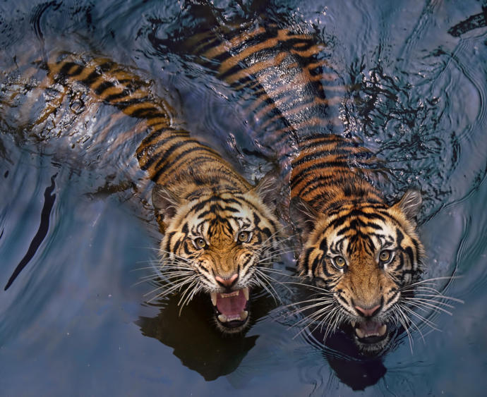 My Favorite Wild Cats