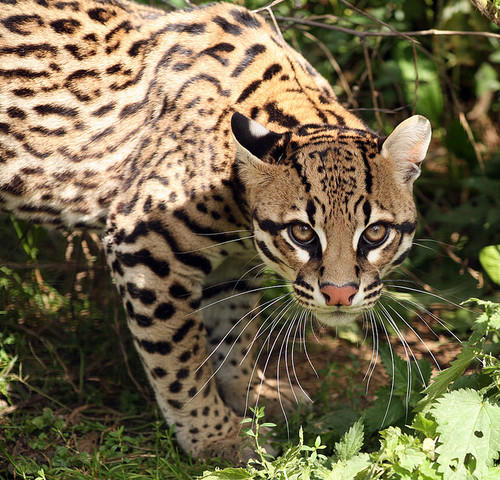 My favorite wild cats