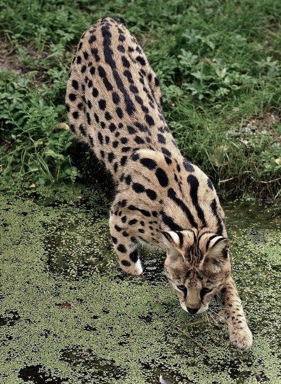 My Favorite Wild Cats