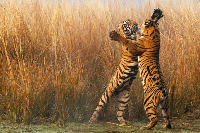 My Favorite Wild Cats
