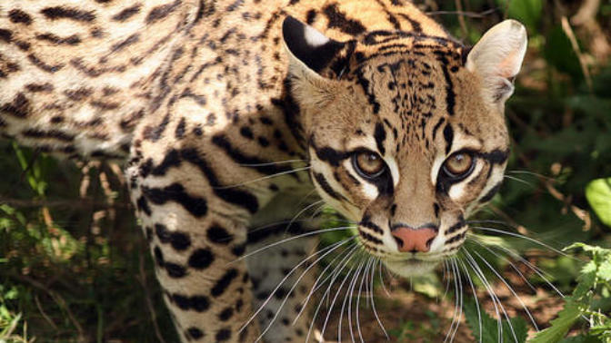 My Favorite Wild Cats