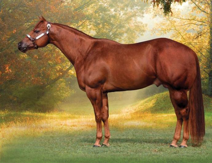 The Best Horse Breeds All Around The World