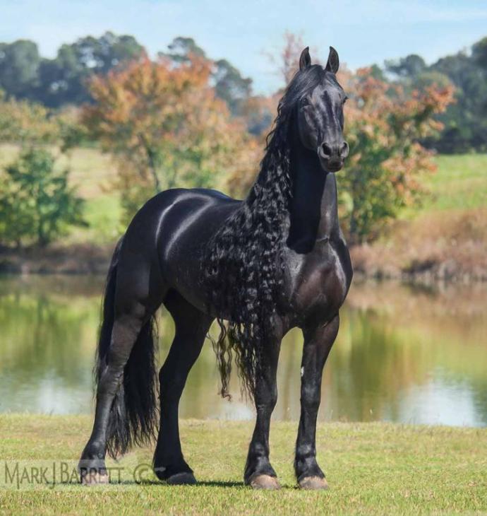 The Best Horse Breeds All Around The World