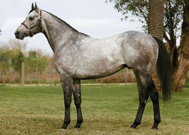 The Best Horse Breeds All Around The World