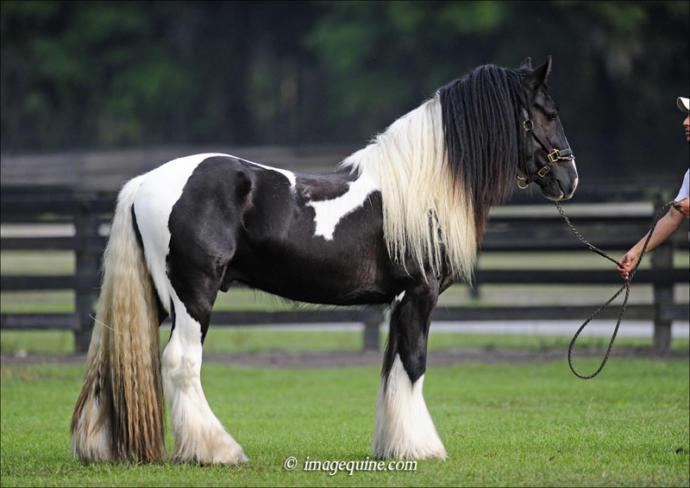 The Best Horse Breeds All Around The World