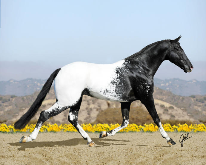 The Best Horse Breeds All Around The World