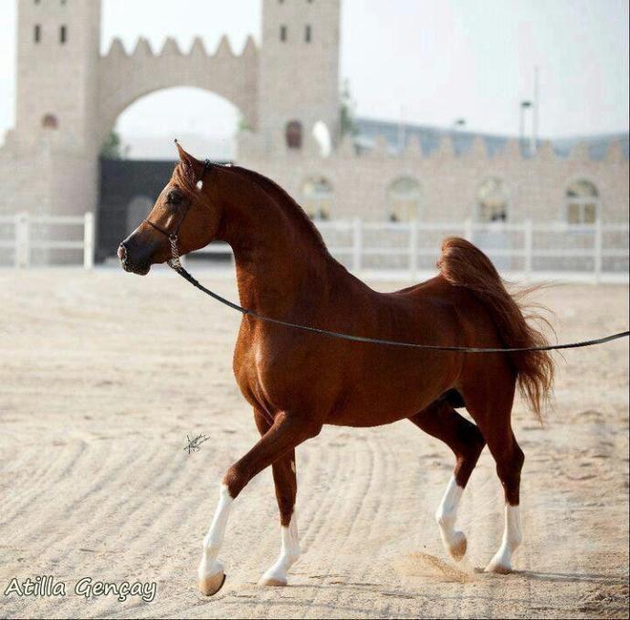 The Best Horse Breeds All Around The World