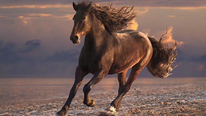 The Best Horse Breeds All Around The World
