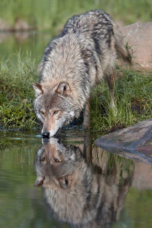 My Favorite Wild Dog Species